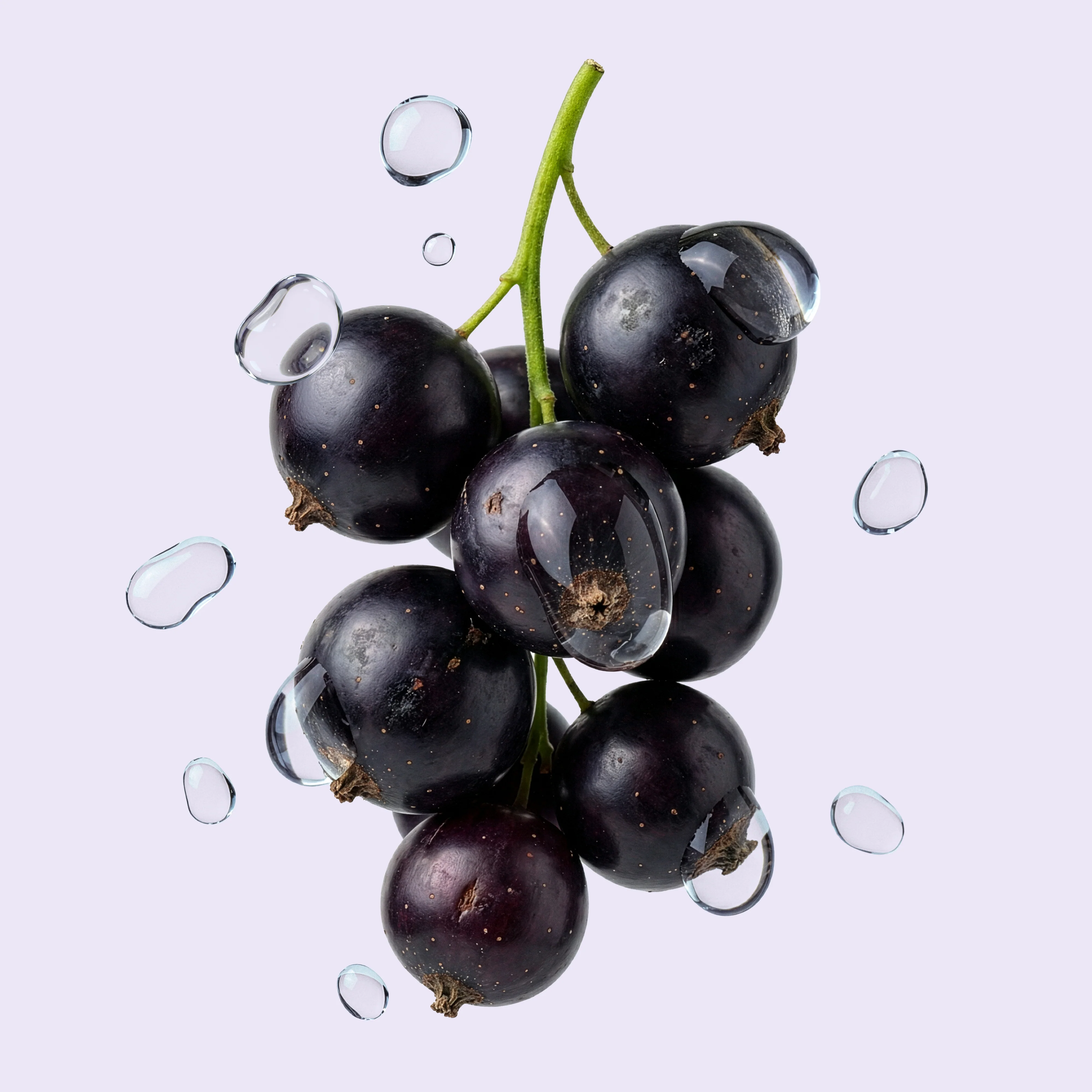 Schwarze Johannisbeere Pods (3er-Pack)